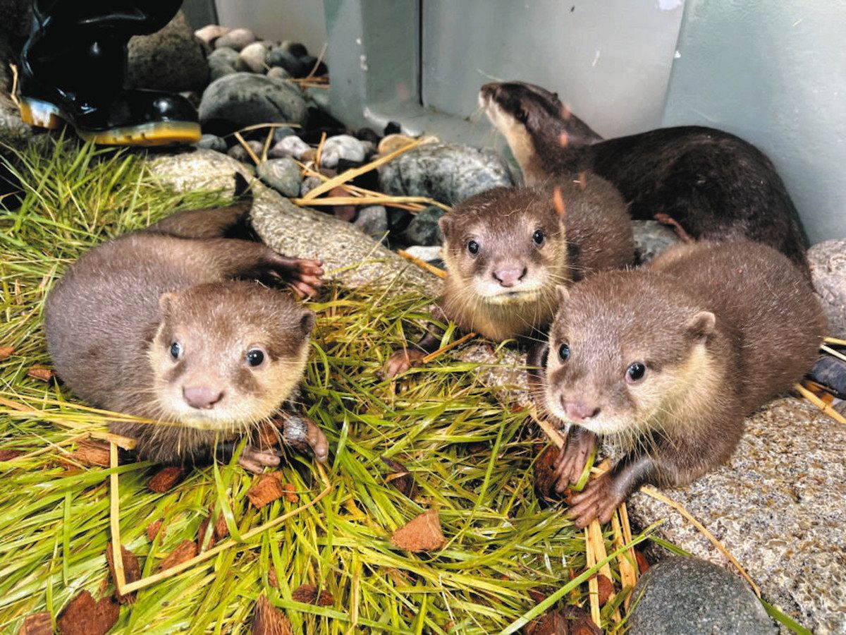 【東京】サンシャイン水族館のコツメカワウソ赤ちゃん　「ここ」「なっつ」「みるく」と命名